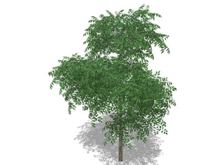绿宝树乔木草图大师模型，景观绿植sketchup素材下载