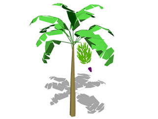 香蕉树乔木sketchup素材，景观绿植草图大师模型下载