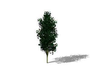 银杏景观树sketchup模型免费下载 ，银杏树草图大师模型