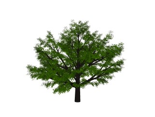 榉树景观树免费su模型下载、景观树草图大师模型下载