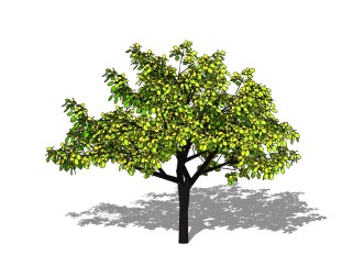 银杏景观树免费su模型下载、景观草图大师模型下载