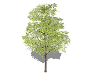 榆树乔木su素材，景观绿植草图大师模型下载