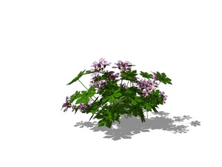 现代植物天竺葵su模型免费下载，天竺葵草图大师模型分享