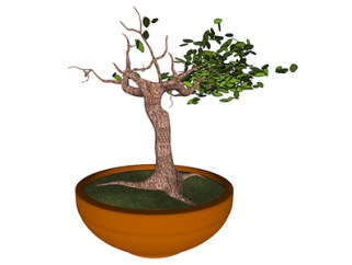 榕树盆栽sketchup模型，手绘绿植草图大师模型下载