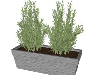 迷迭香绿植sketchup模型，现代观叶植物skp文件下载
