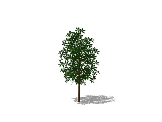 现代香樟草图大师模型，常绿乔木su模型免费下载