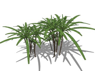 棕竹绿植sketchup模型，现代花卉植物skp文件下载