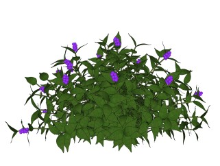 日本紫珠绿植sketchup模型，现代观花植物skp文件下载