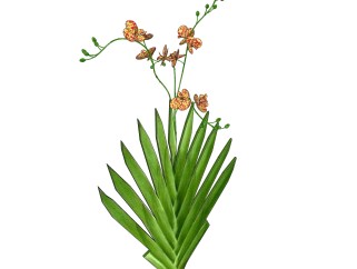 射干sketchup模型，现代花卉植物skp文件下载