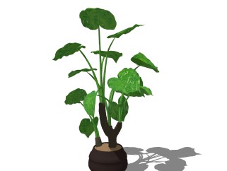 粗陶花盆植物su模型，海芋花艺草图大师模型下载