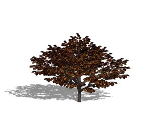 紫叶李景观树SU模型免费下载 ，植物树草图大师模型