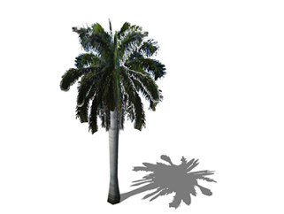 椰子树乔木草图大师模型，景观绿植sketchup素材下载