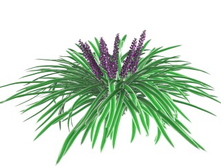 阔叶山麦冬绿植sketchup模型，现代观花植物skp文件下载