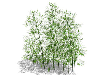 早园竹植物su模型，景观绿植草图大师模型下载
