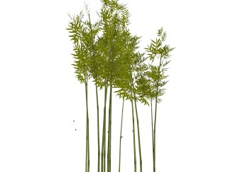 毛竹绿植sketchup模型，室内观叶植物skp文件下载