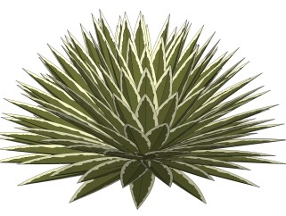 龙舌兰绿植sketchup模型，现代观叶植物skp文件下载