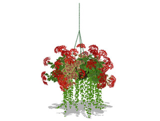 天竺葵现代植物su模型，绿植花草图大师模型下载