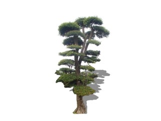 罗汉松景观树组件免费su模型下载、景观树草图大师模型下载