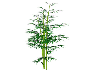 箬竹植物su模型，景观绿植草图大师模型下载