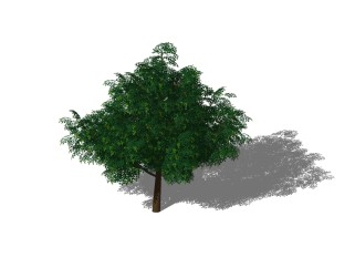 皂荚景观树skb模型分享，植物皂荚树草图大师模型