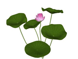 荷花绿植sketchup模型，现代花卉植物skp文件下载
