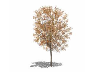 美国红枫乔木草图大师模型，景观绿植sketchup素材下载