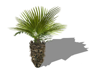 棕榈乔木su素材，景观绿植草图大师模型下载