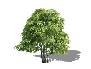 红豆树景观树免费su模型下载、景观树草图大师模型下载