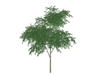 无患子景观树免费su模型下载、景观树草图大师模型下载