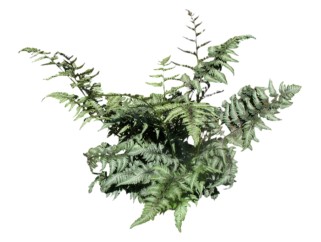 狼尾蕨su模型免费下载，草图大师植物草模型分享