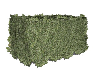 瓜子黄杨灌木丛sketchup模型，常绿灌木skp文件下载