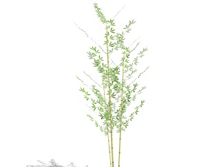 慈竹sketchup模型，现代花卉植物skp文件下载