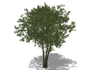 枫香树乔木草图大师模型，景观绿植sketchup素材下载