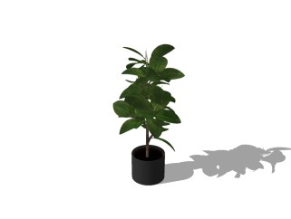 橡皮树植物盆栽sketchup免费模型，橡皮树盆栽草图大师模型