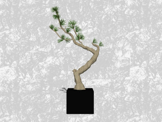 黑松盆栽草图大师模型，家居植物sketchup模型下载