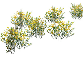 沙冬青灌木su素材，景观绿植草图大师模型下载