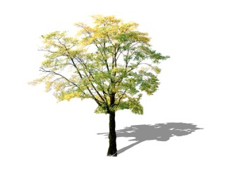 榉树景观树su模型下载、景观树草图大师模型下载