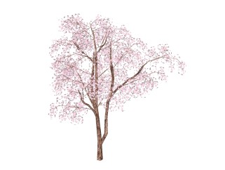 日式造景树SU模型下载，樱花树草图大师模型