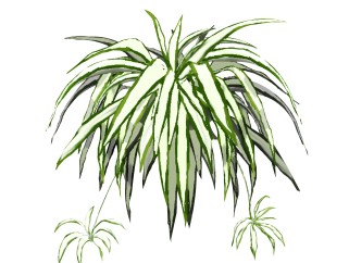 吊兰绿植sketchup模型，室内观叶植物skp文件下载