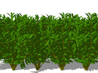 大叶黄杨植物su模型，绿植灌木草图大师模型下载