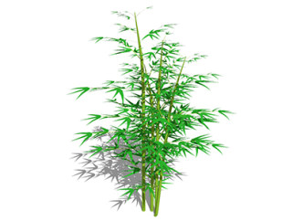 茶杆竹植物su模型，景观绿植草图大师模型下载
