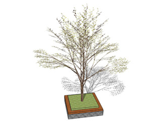 榉树乔木su素材，景观绿植草图大师模型下载