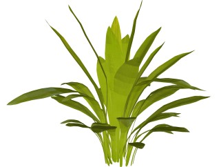 香龙血树绿植sketchup模型，现代观叶植物skp文件下载