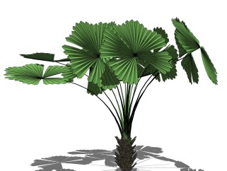 圆叶刺轴榈绿植sketchup模型，现代观叶植物skp文件下载