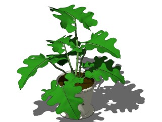 春羽盆栽植物su模型，园艺花草sketchup模型下载