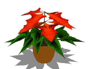 一品红绿植sketchup模型，现代观花植物skp文件下载