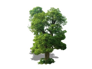 香樟景观树组件免费su模型下载、景观树草图大师模型下载