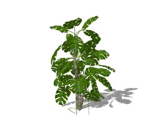 现代龟背叶灌木skp文件下载，灌木植物SU模型下载