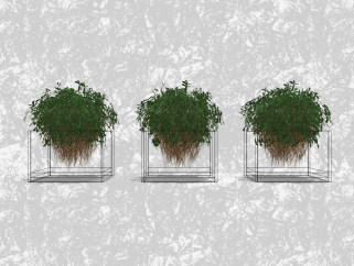 鸭脚木盆栽草图大师模型，绿植盆景sketchup模型下载