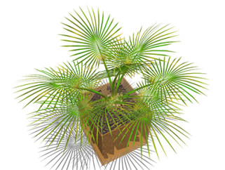 多裂棕竹盆栽草图大师模型，手绘绿植sketchup模型下载